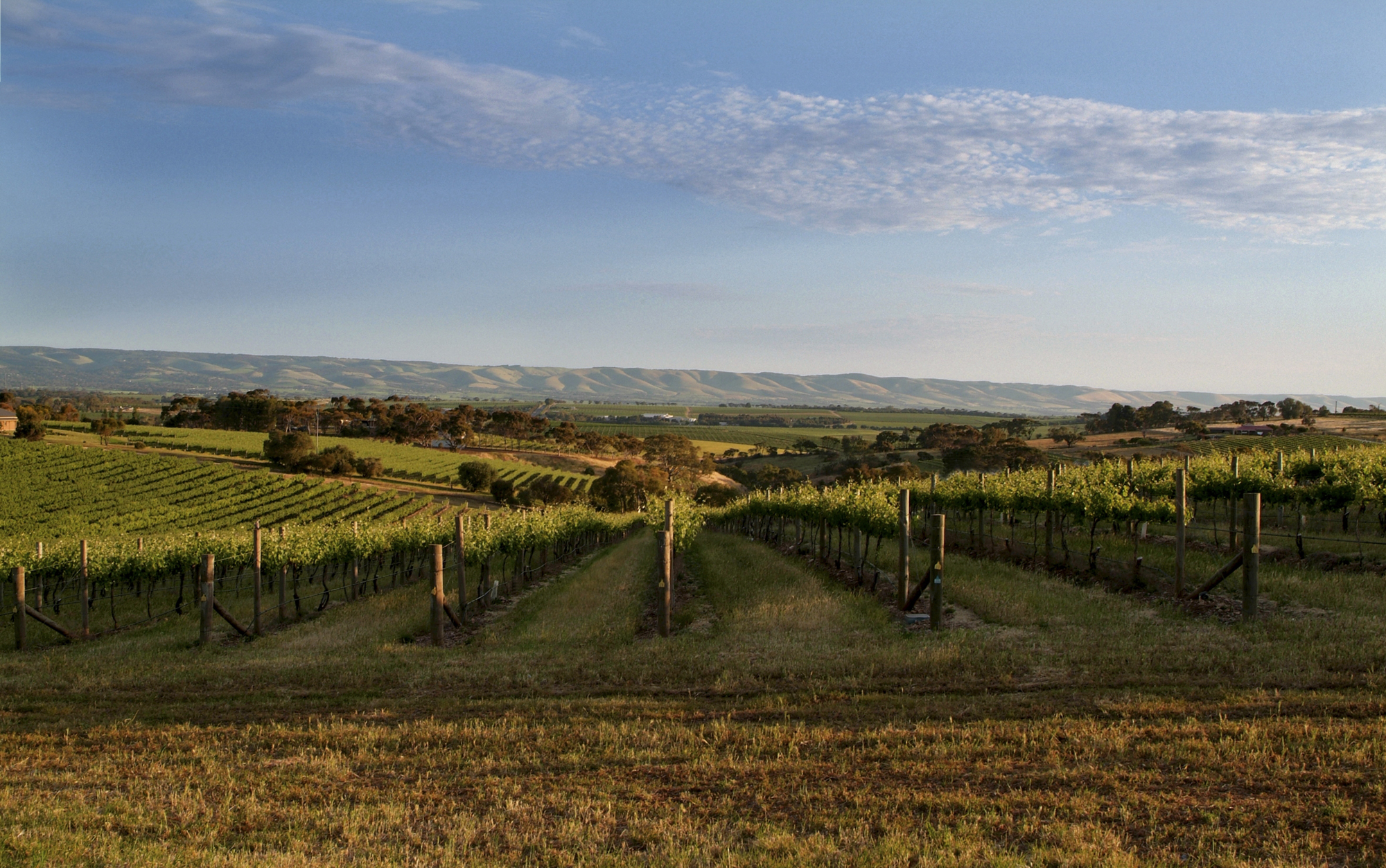 ourregionsheader Winegrapes Australia